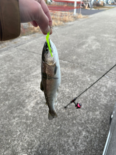 マハゼの釣果