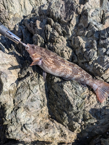 アイナメの釣果