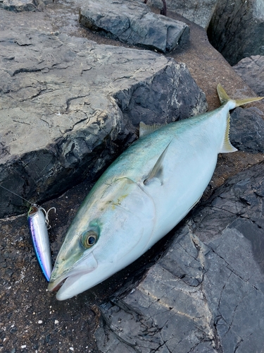 ブリの釣果