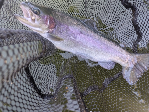 ホウライマスの釣果