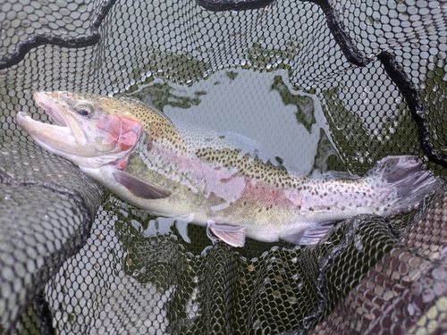 ニジマスの釣果