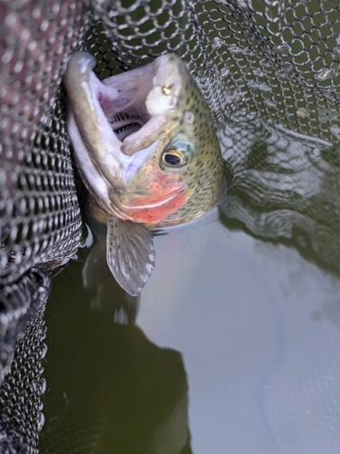 ニジマスの釣果