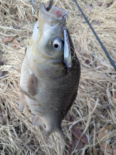 ヘラブナの釣果