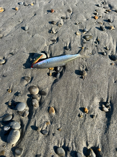 コノシロの釣果