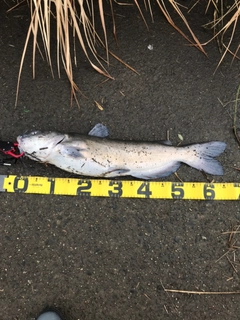 アメリカナマズの釣果