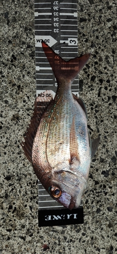 マダイの釣果