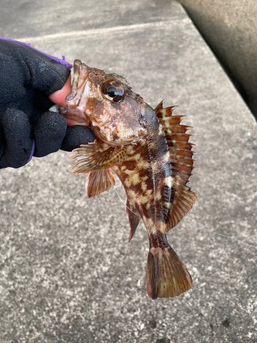 カサゴの釣果