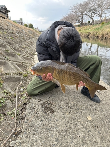 コイの釣果