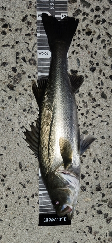 シーバスの釣果