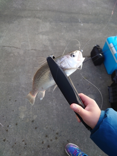 イシモチの釣果