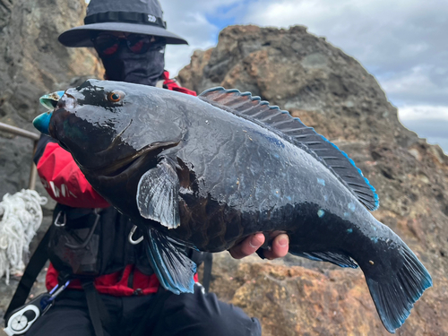 アオブダイの釣果