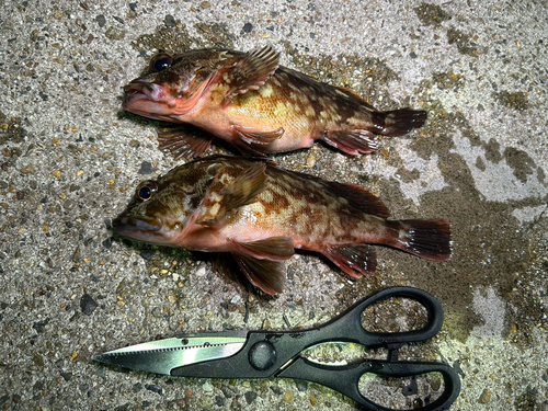 カサゴの釣果