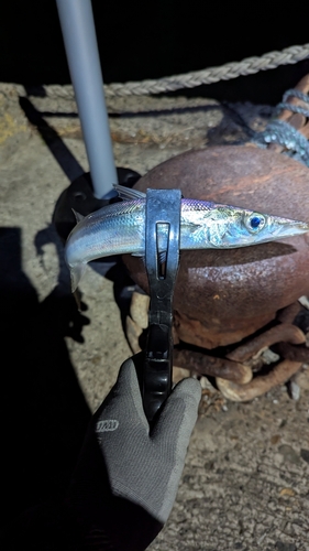 カマスの釣果