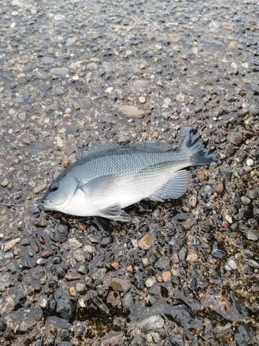 メジナの釣果