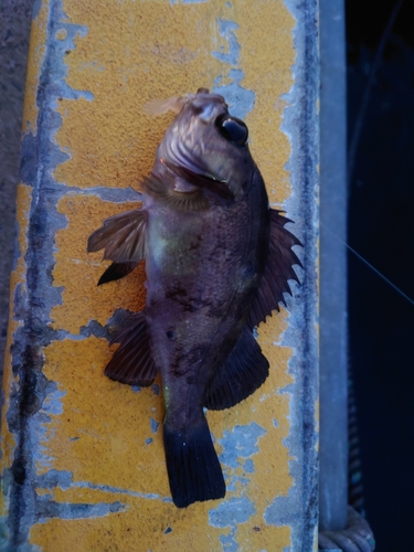 ウスメバルの釣果