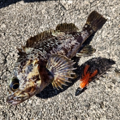 ムラソイの釣果