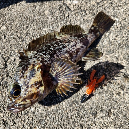 ムラソイの釣果