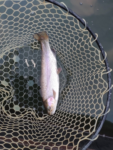 ニジマスの釣果