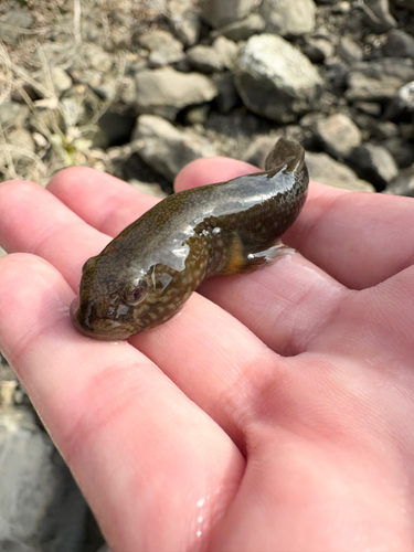 チチブの釣果