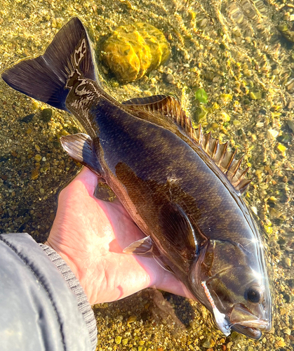 スモールマウスバスの釣果