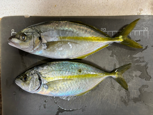 シマアジの釣果