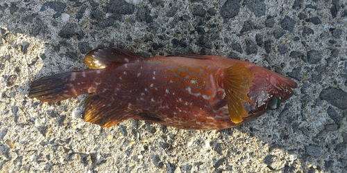 オオモンハタの釣果