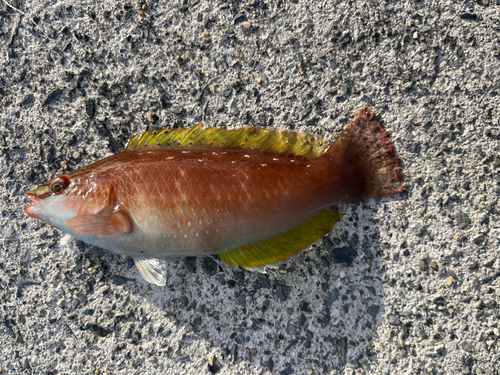 ベラの釣果