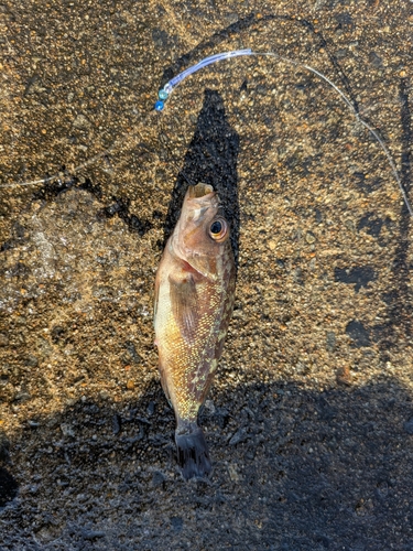 エゾメバルの釣果