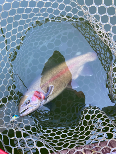 ニジマスの釣果