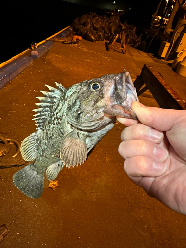 クロソイの釣果