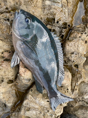 メジナの釣果