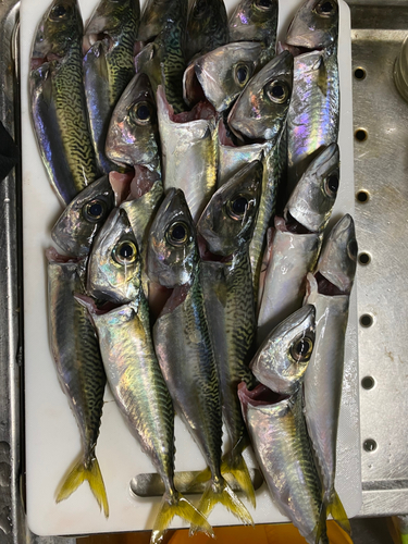 サバの釣果