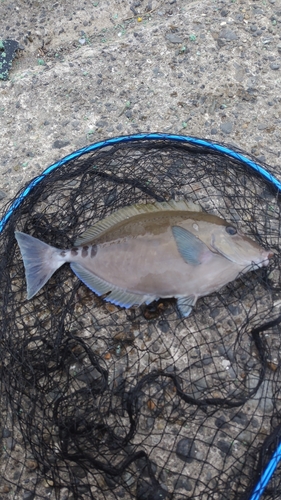 サンノジの釣果