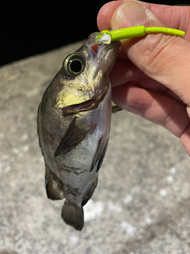 メバルの釣果