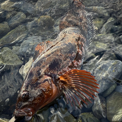 アイナメの釣果