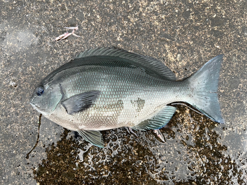 クロメジナの釣果