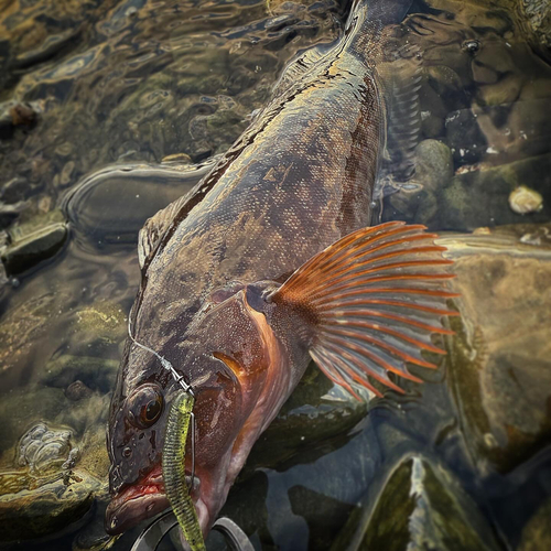 アイナメの釣果