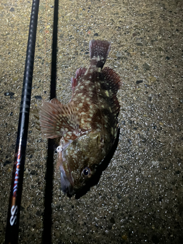 カサゴの釣果