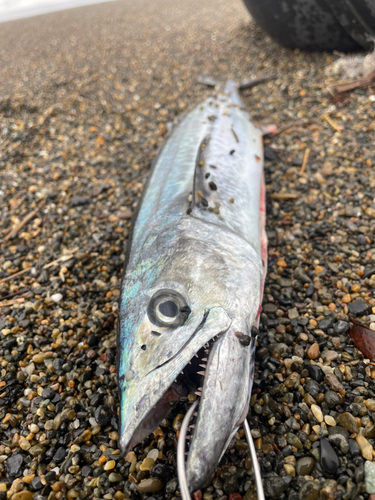 サゴシの釣果