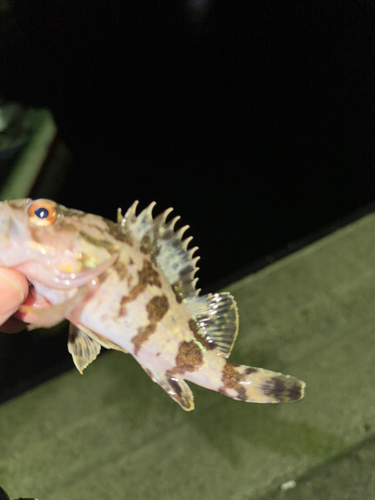 マハゼの釣果