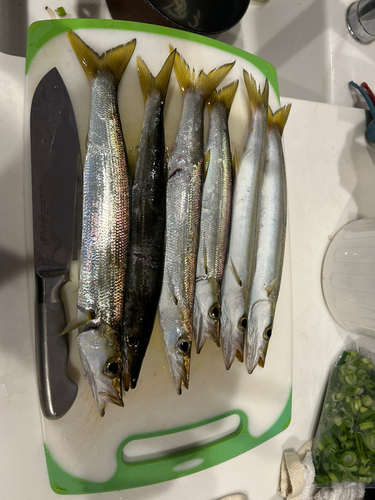 カマスの釣果