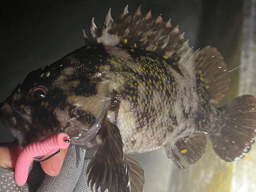 オウゴンムラソイの釣果