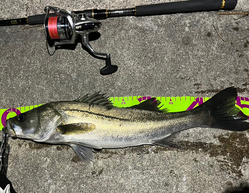 シーバスの釣果