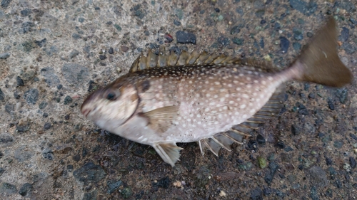 アイゴの釣果