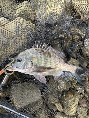 チヌの釣果