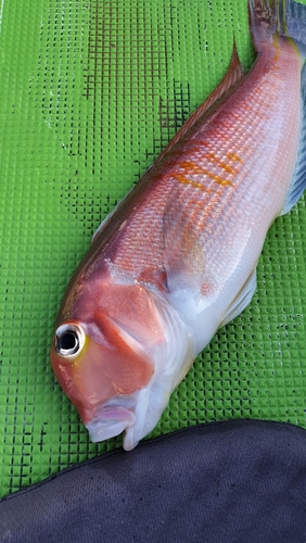 アマダイの釣果