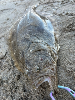 ヒラメの釣果