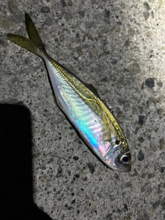 マアジの釣果