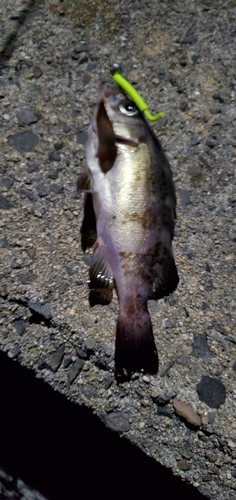 クロメバルの釣果