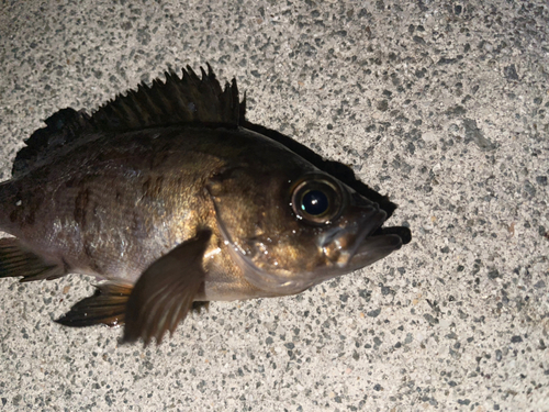 メバルの釣果